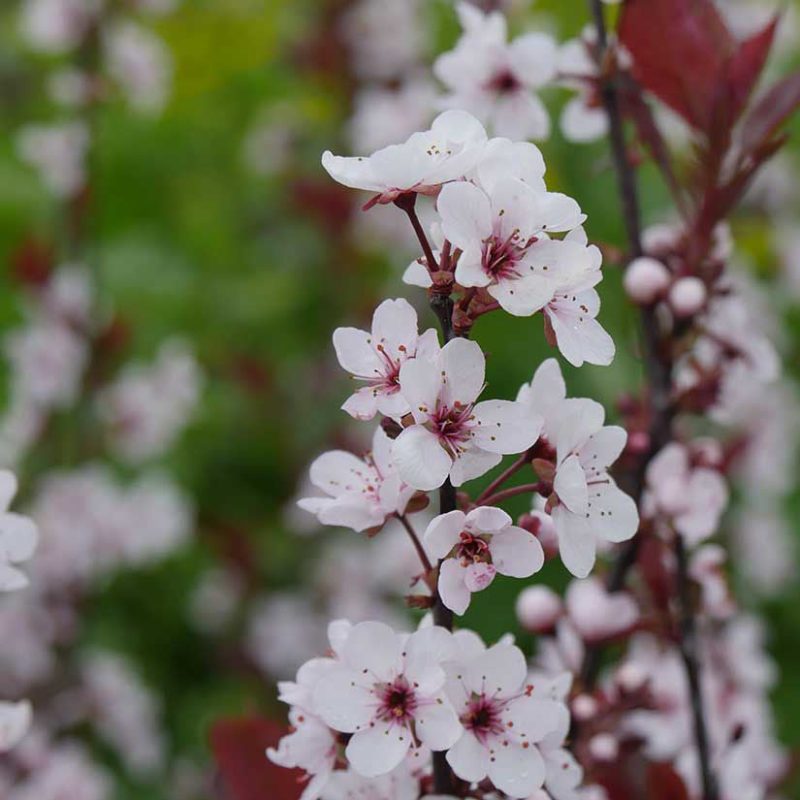 0000360 purpleleaf sand cherry