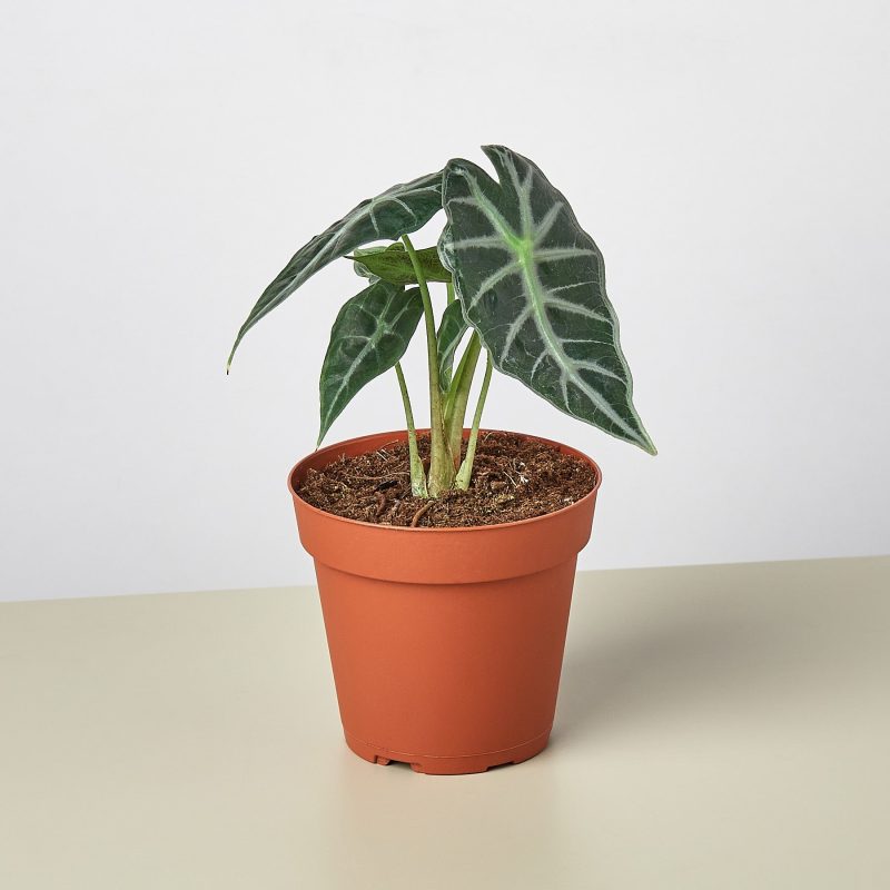 1 Alocasia Bambino 4