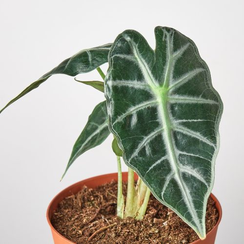 1 Alocasia Bambino DETAIL 4