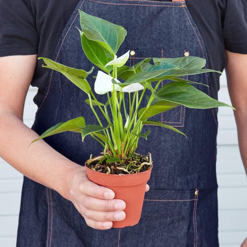 1 Anthurium White 4HOLD