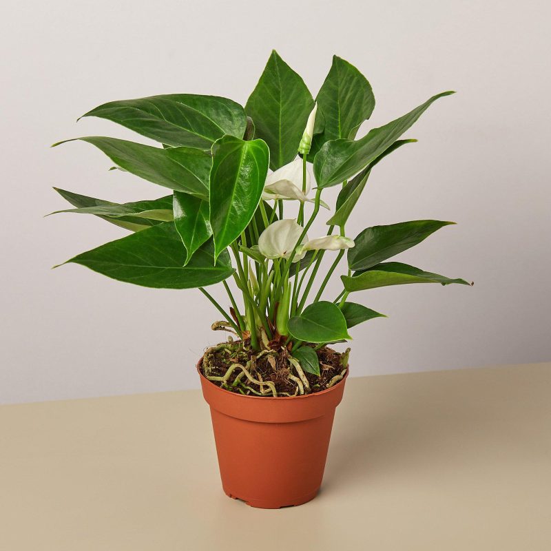 1 Anthurium White 4MAIN