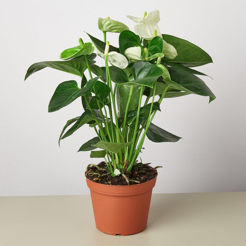 1 Anthurium White 6