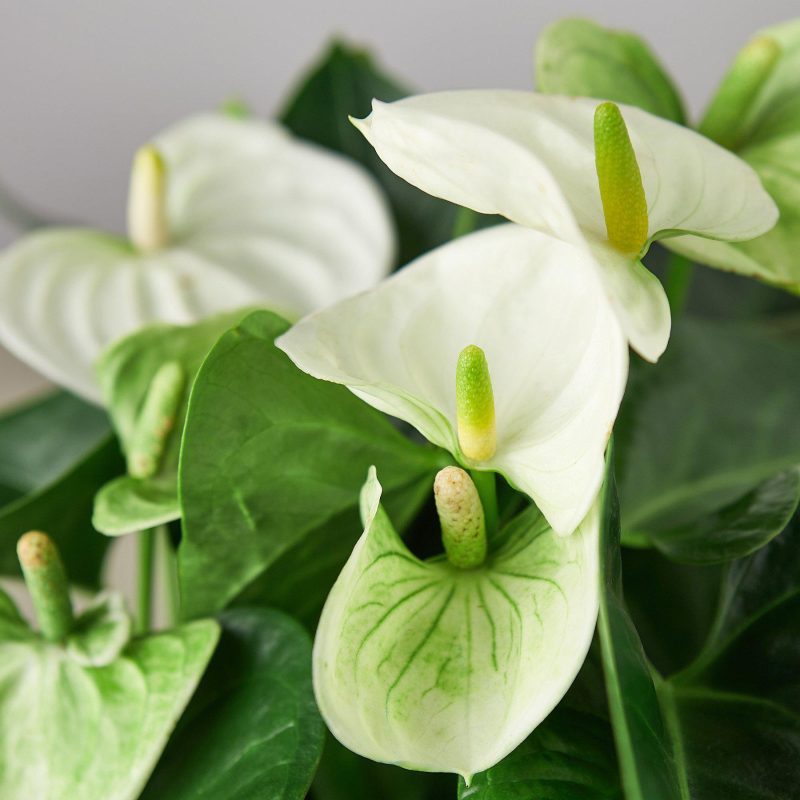 1 Anthurium White 6 DETAIL