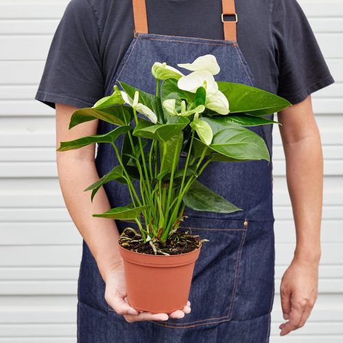 1 Anthurium White 6 HOLD