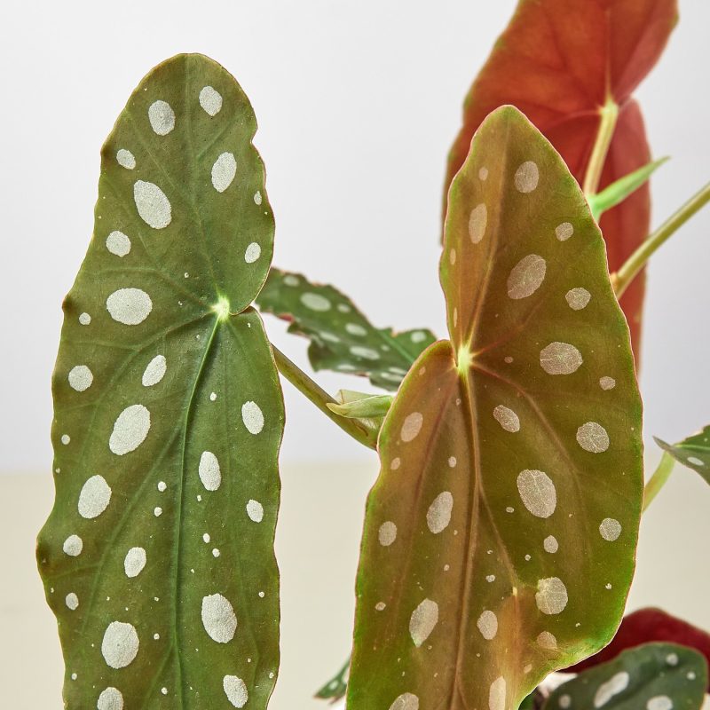 1 Begonia Maculata DETAIL 4