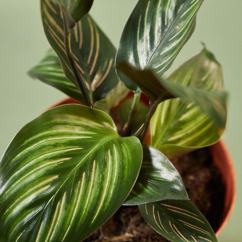 1 Calathea BeautyStar 4DETAIL