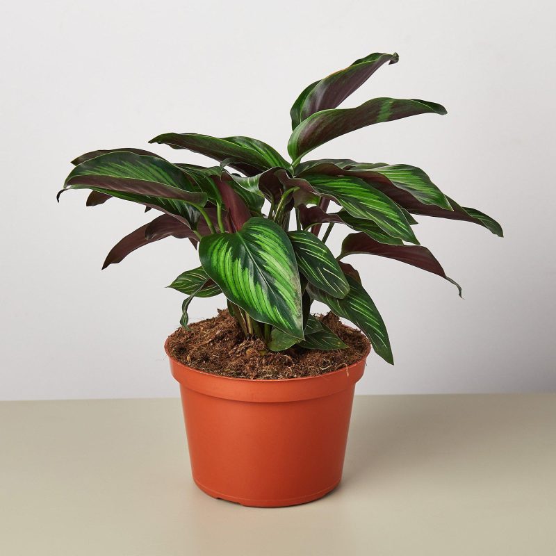 1 Calathea BeautyStar 6