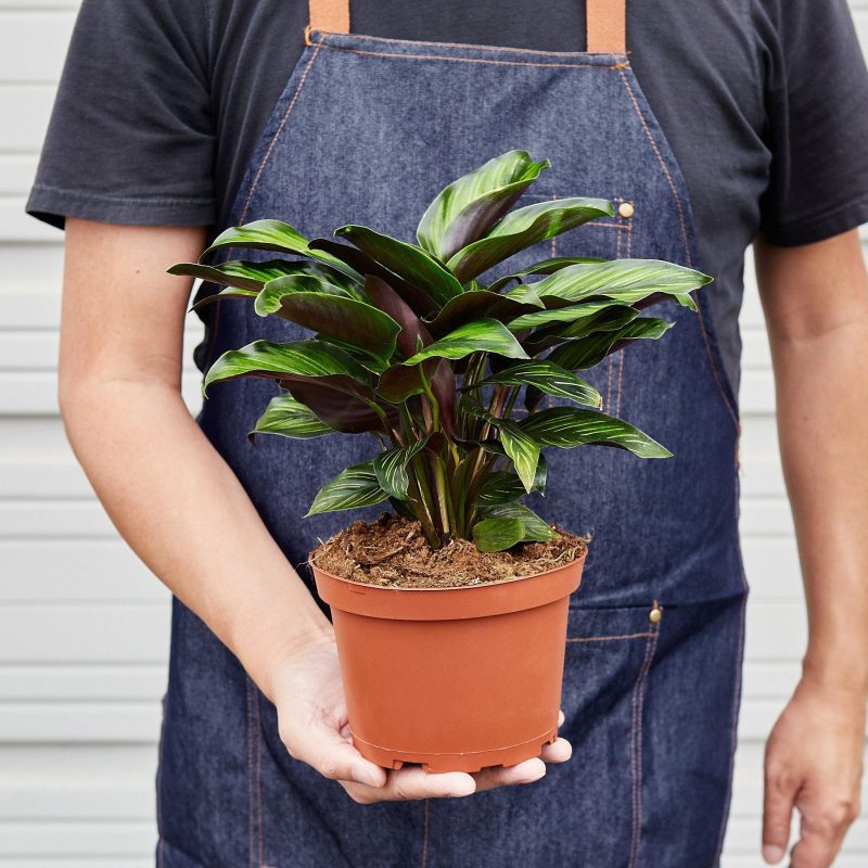 1 Calathea BeautyStar 6 HOLD