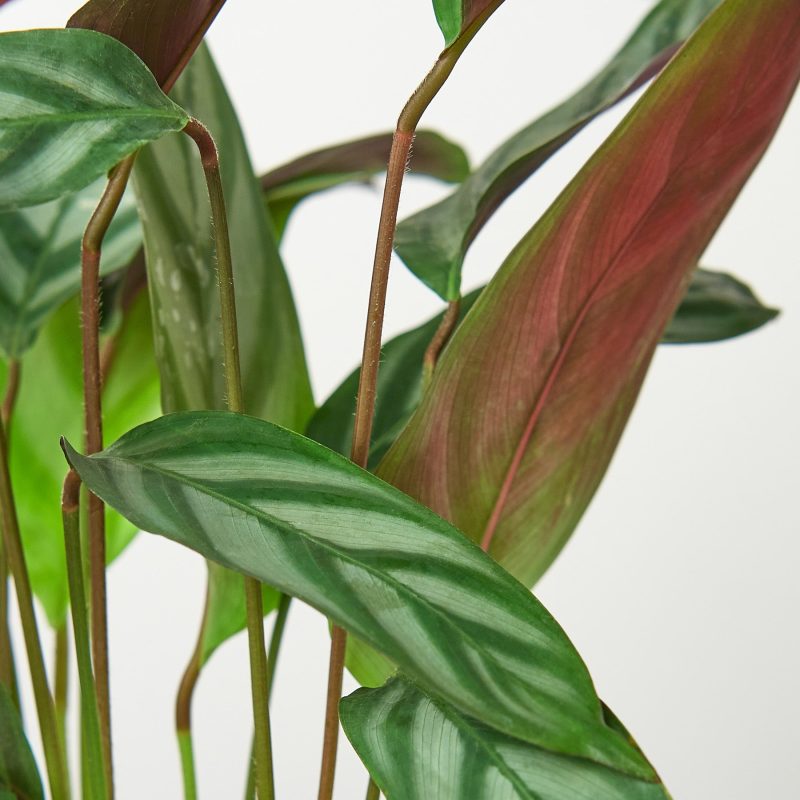 1 Calathea GreyStar 6 18DETAIL