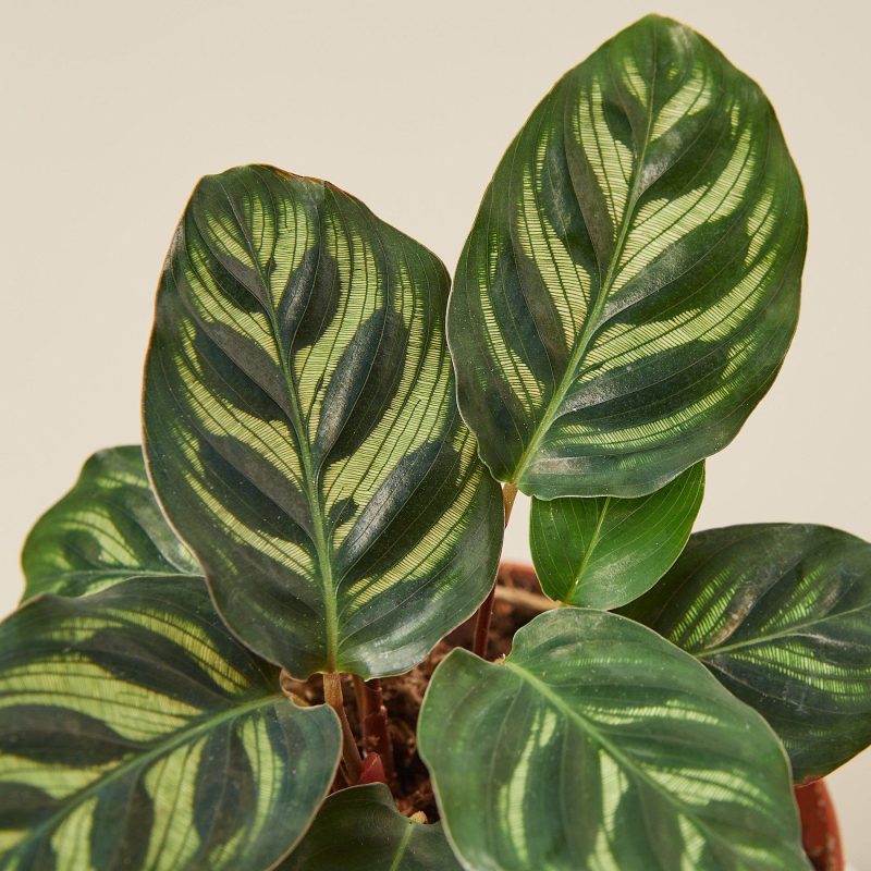 1 Calathea Makoyana 4DETAIL