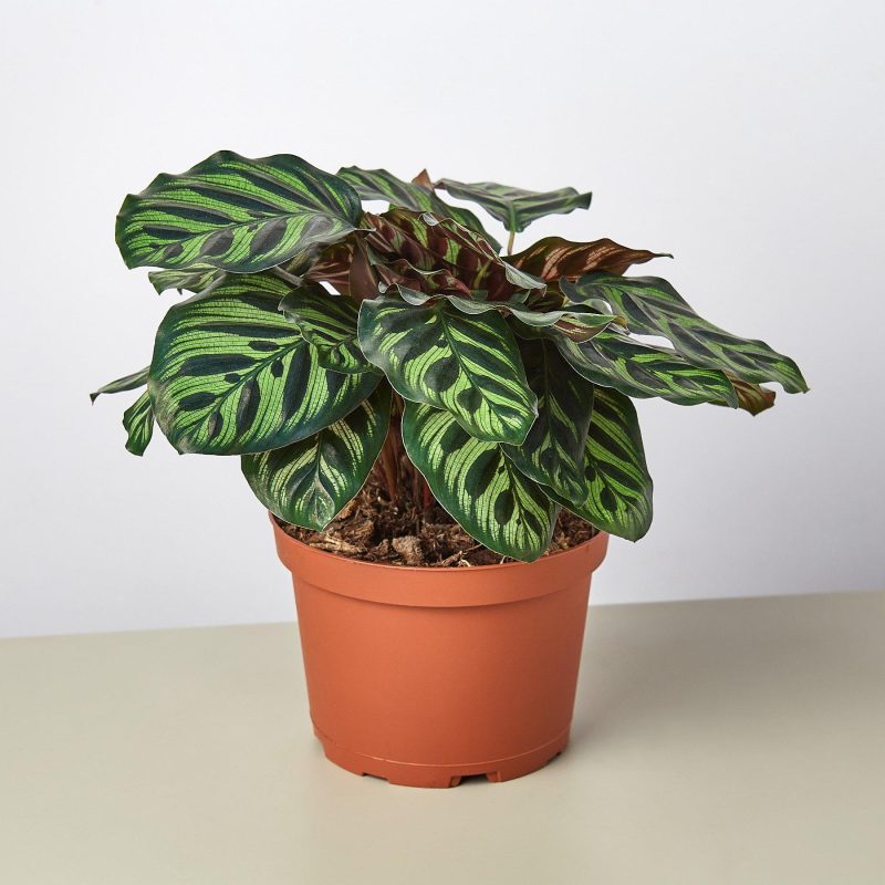 1 Calathea Makoyana 6