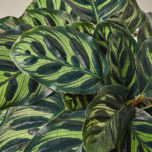 1 Calathea Makoyana 6 DETAIL