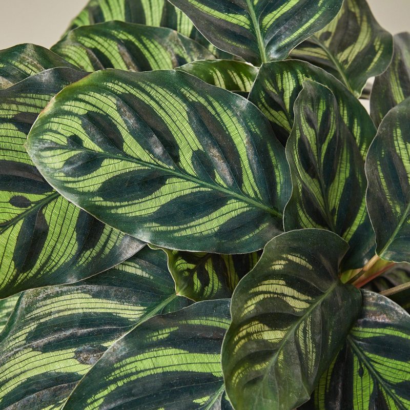 1 Calathea Makoyana 6 DETAIL