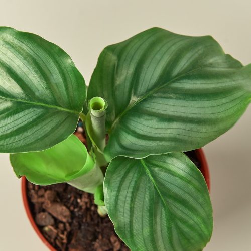 1 Calathea Orbifolia DETAIL 4