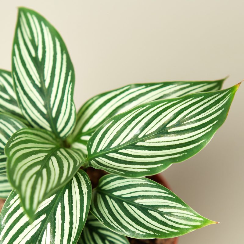 1 Calathea Vittata DETAIL 4