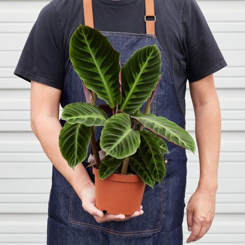 1 Calathea Warscewiczii 6 HOLD