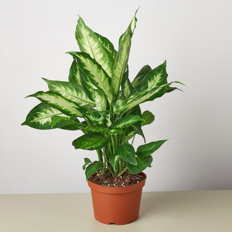 1 Dieffenbachia Carmille 6