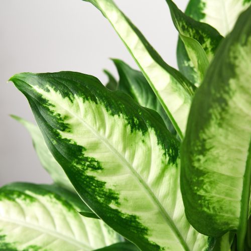 1 Dieffenbachia Carmille 6 DETAIL