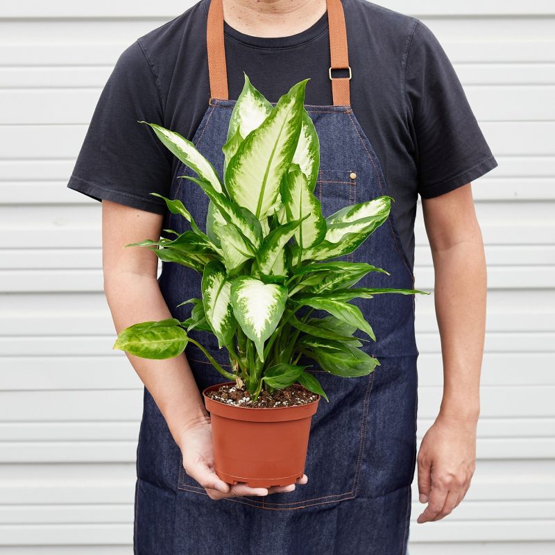 1 Dieffenbachia Carmille 6 HOLD