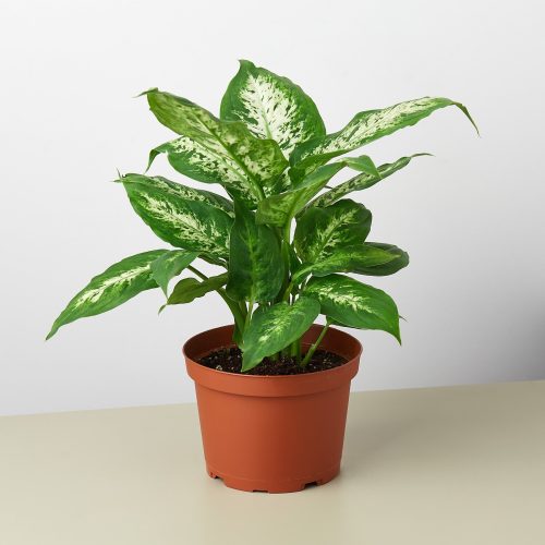 1 Dieffenbachia TropicSnow 6