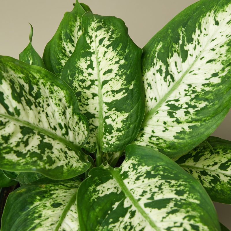 1 Dieffenbachia TropicSnow DETAIL 6