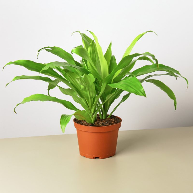 1 Dracaena Limelight 6