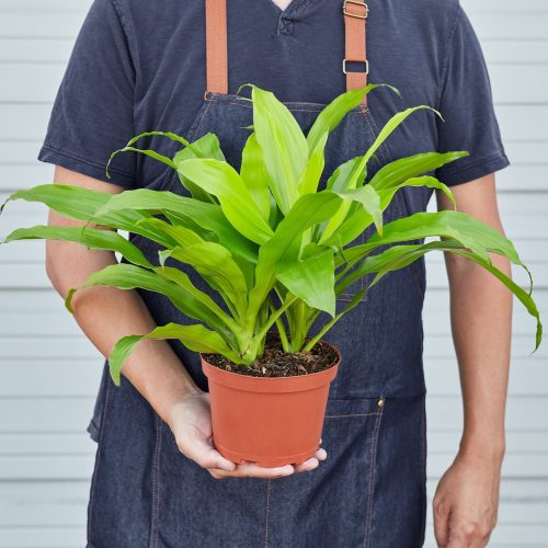 1 Dracaena Limelight HOLD 6