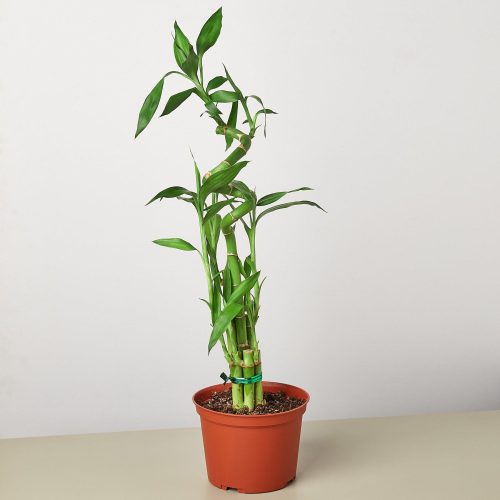 1 Dracaena LuckyBamboo 6