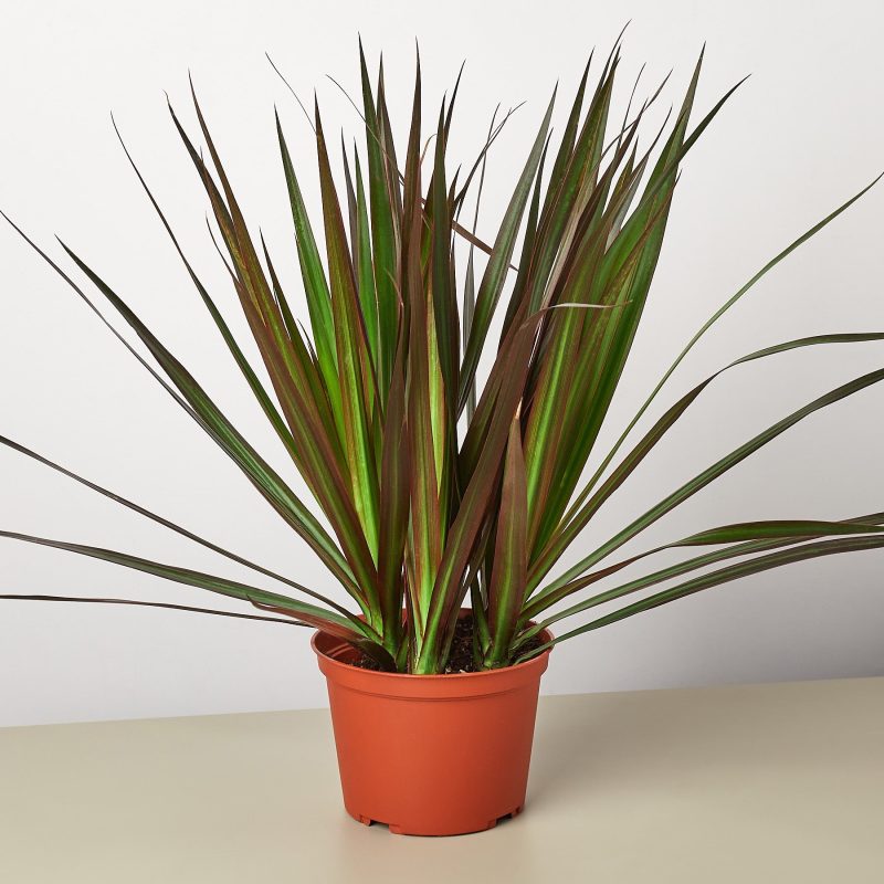 1 Dracaena MagentaTips 6