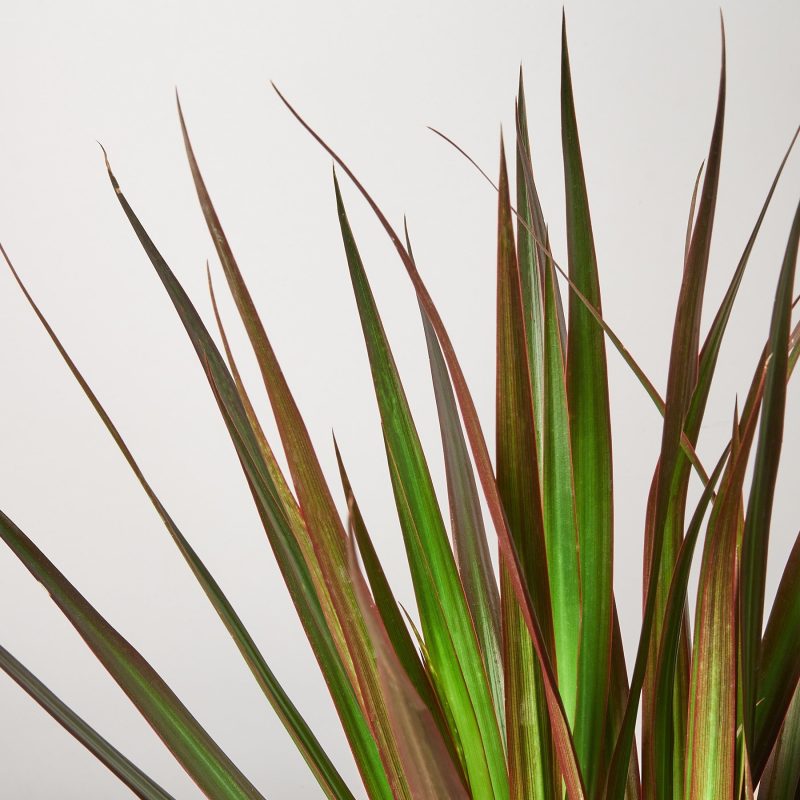 1 Dracaena MagentaTips DETAIL 6