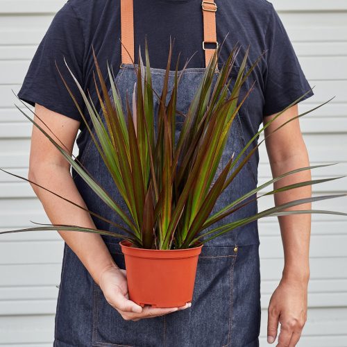 1 Dracaena MagentaTips HOLD 6