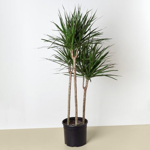 1 Dracaena MarginataCane 10