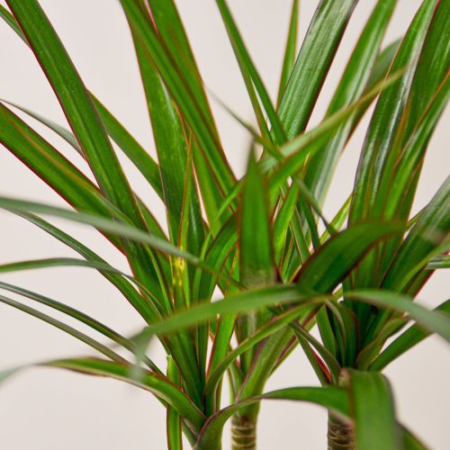 1 Dracaena MarginataCane 4DETAIL