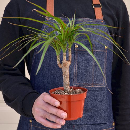 1 Dracaena MarginataCane 4HOLD