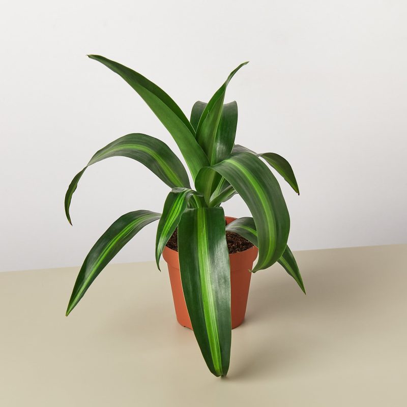 1 Dracaena Massangeana 4