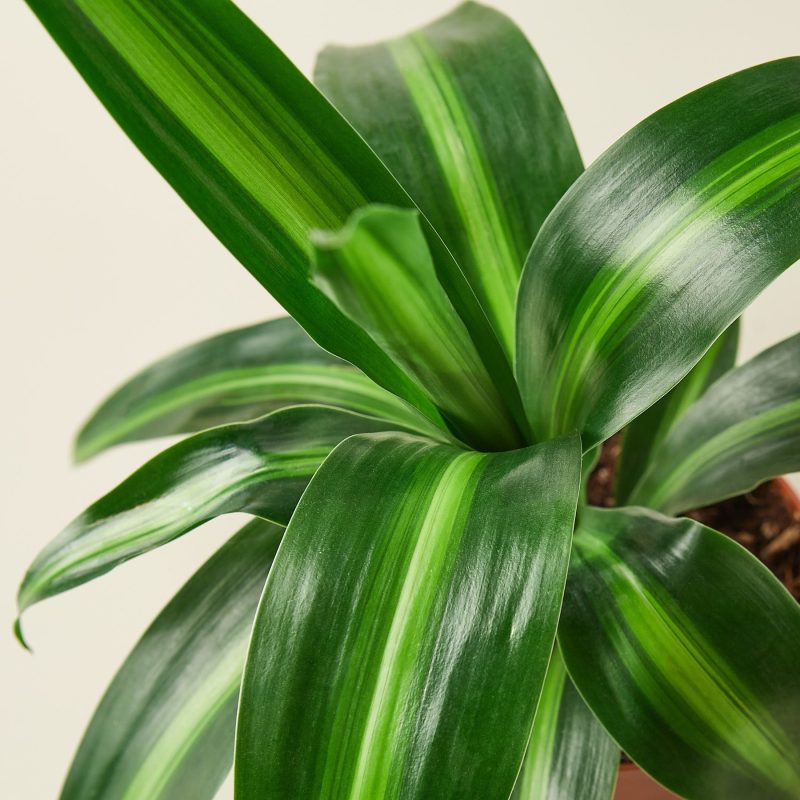 1 Dracaena Massangeana DETAIL 4