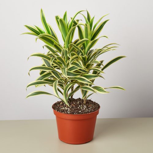 1 Dracaena SongOfIndia 6