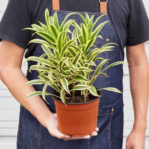 1 Dracaena SongOfIndia 6 HOLD