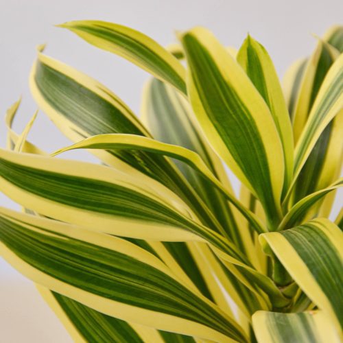 1 Dracaena SongofIndia 4DETAIL