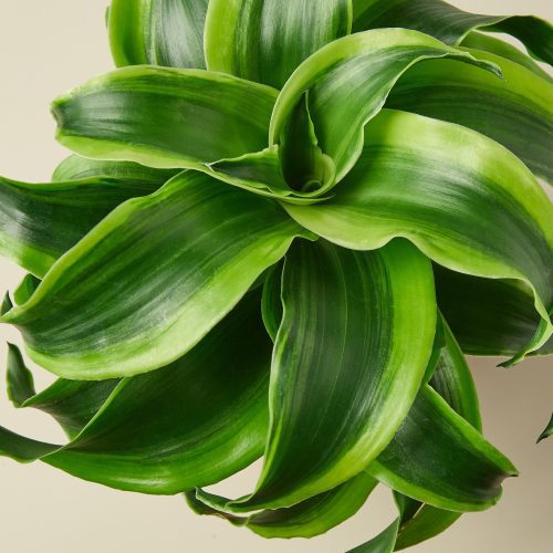 1 Dracaena Tornado DETAIL 4