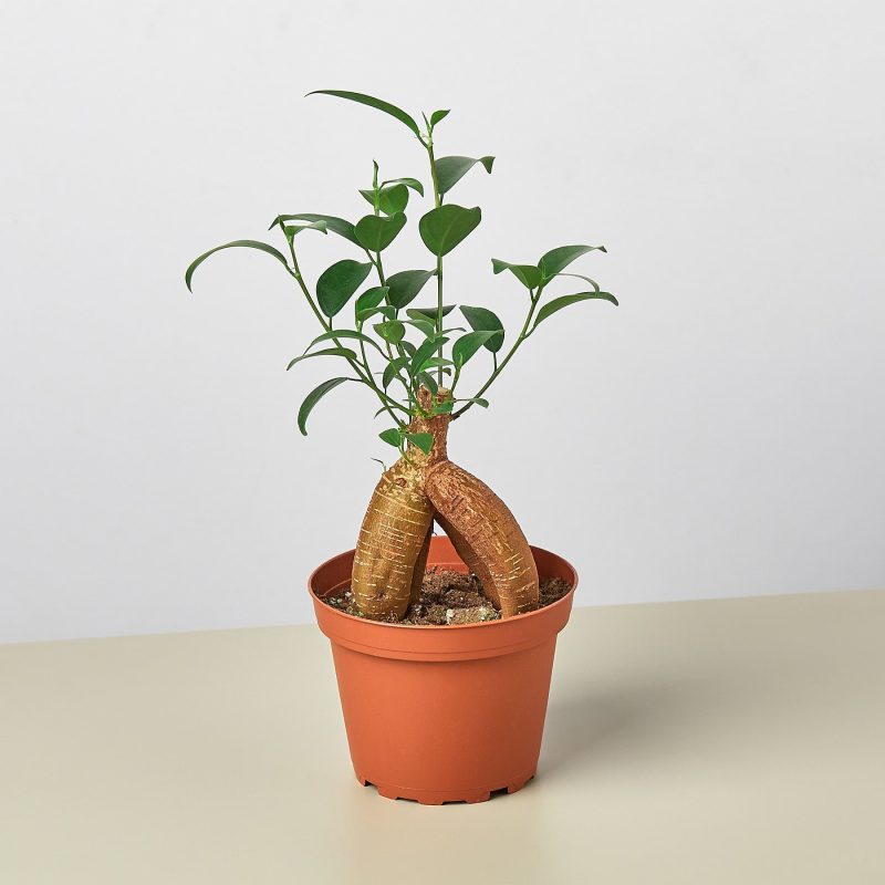 1 Ficus Ginseng 4