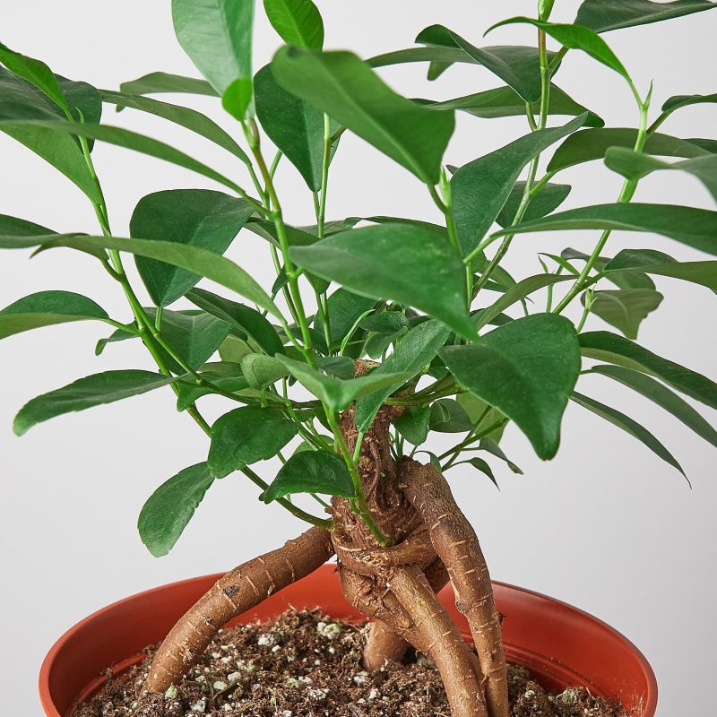 1 Ficus Ginseng 6 DETAIL