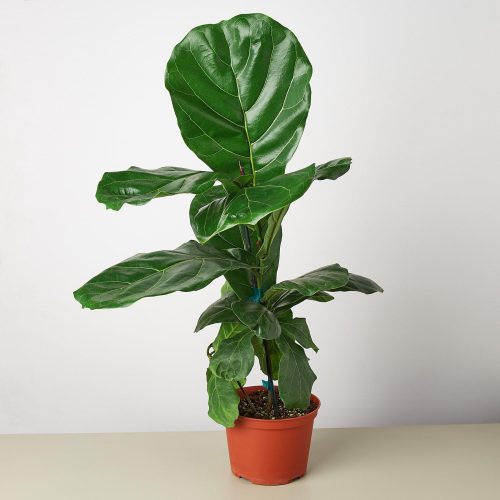 1 Ficus Lybata 6