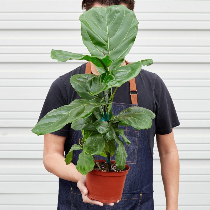 1 Ficus Lybata 6 HOLD