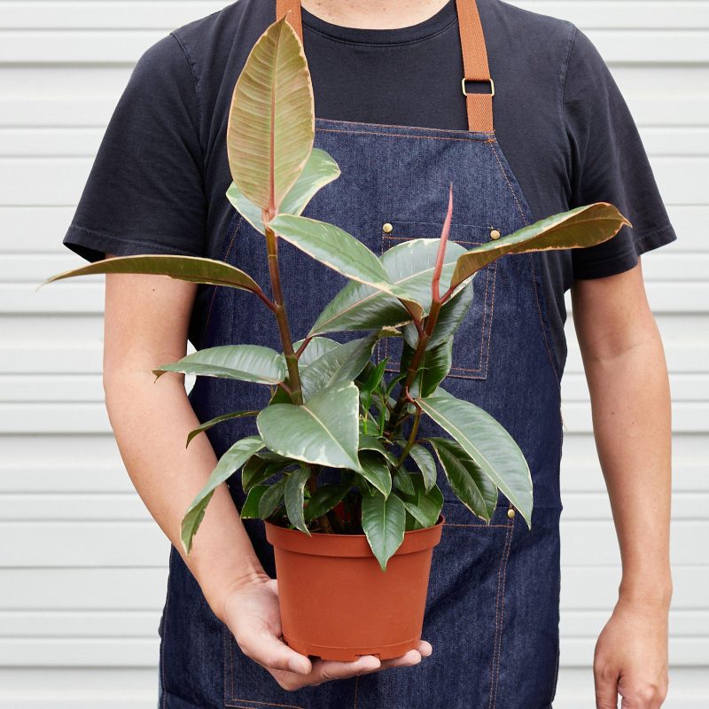 1 Ficus Tineke 6 HOLD