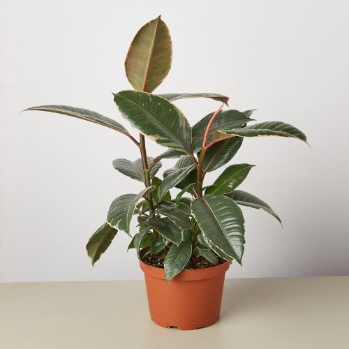 1 Ficus Tineke 6 8295df4f f545 44d0 9482 8199435a9fbe