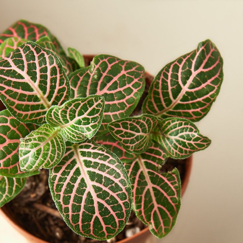 1 Fittonia Pink DETAIL 2