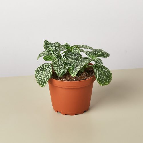 1 Fittonia White 4 4505880f 6218 4c95 ab45 67cea19d6055