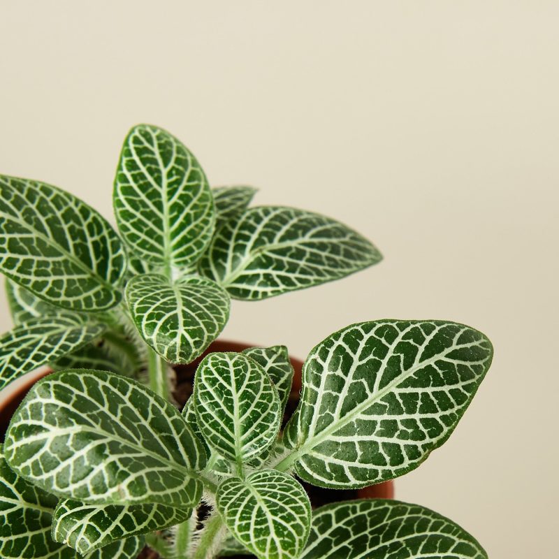 1 Fittonia White DETAIL 2