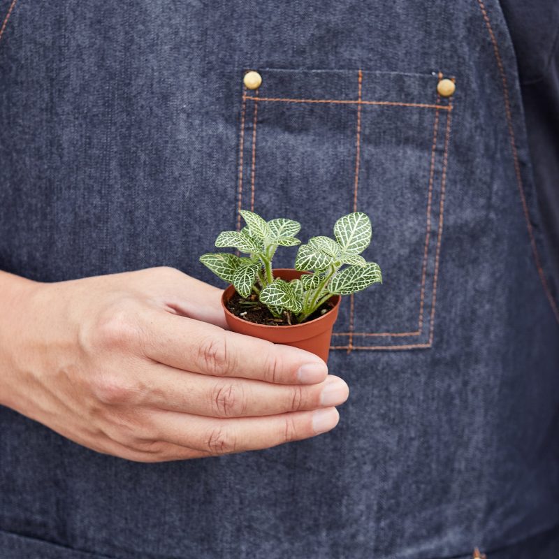 1 Fittonia White HOLD 2